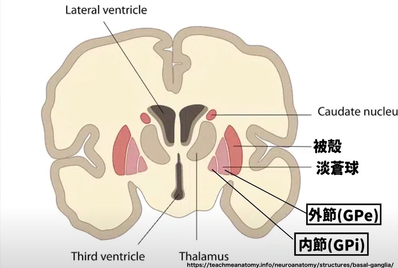 淡蒼球の驚くべき働きとは？大脳基底核のブレーキ機構と最新治療