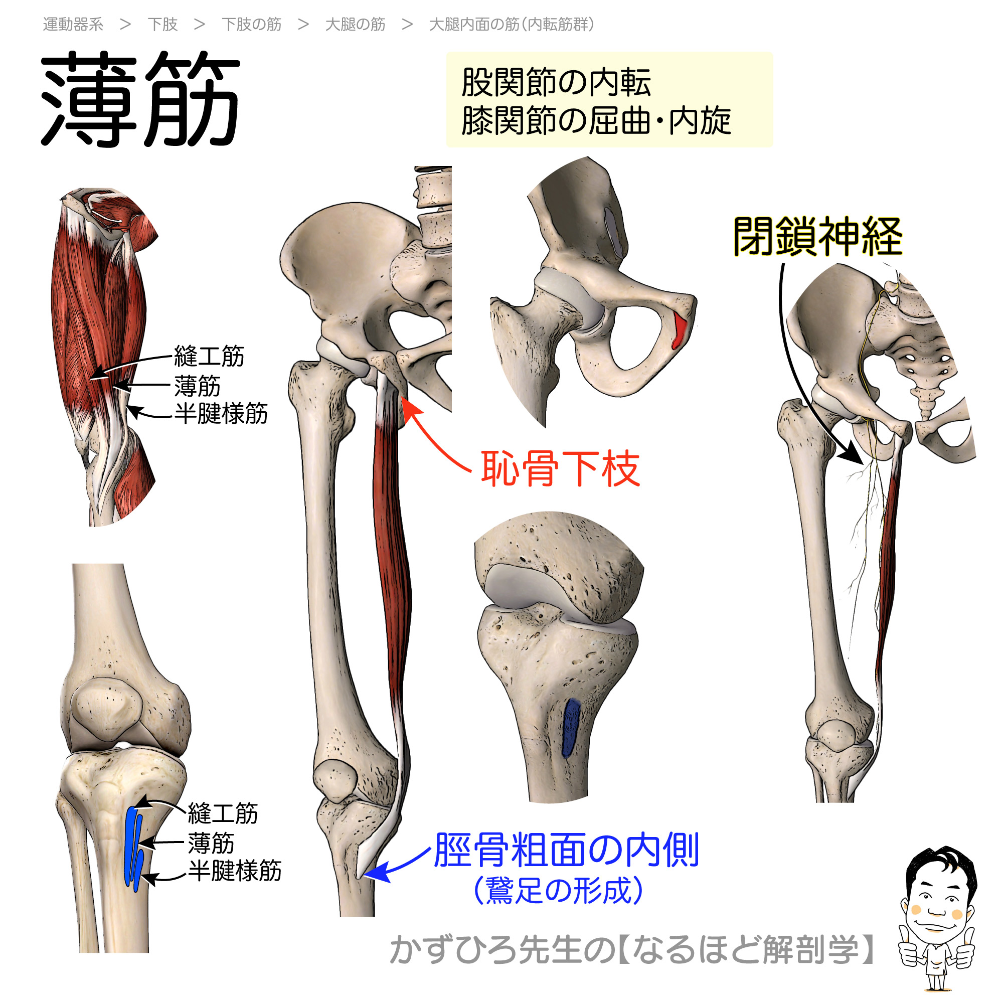 薄筋の作用を徹底解剖！股関節・膝への影響と鵞足炎予防法