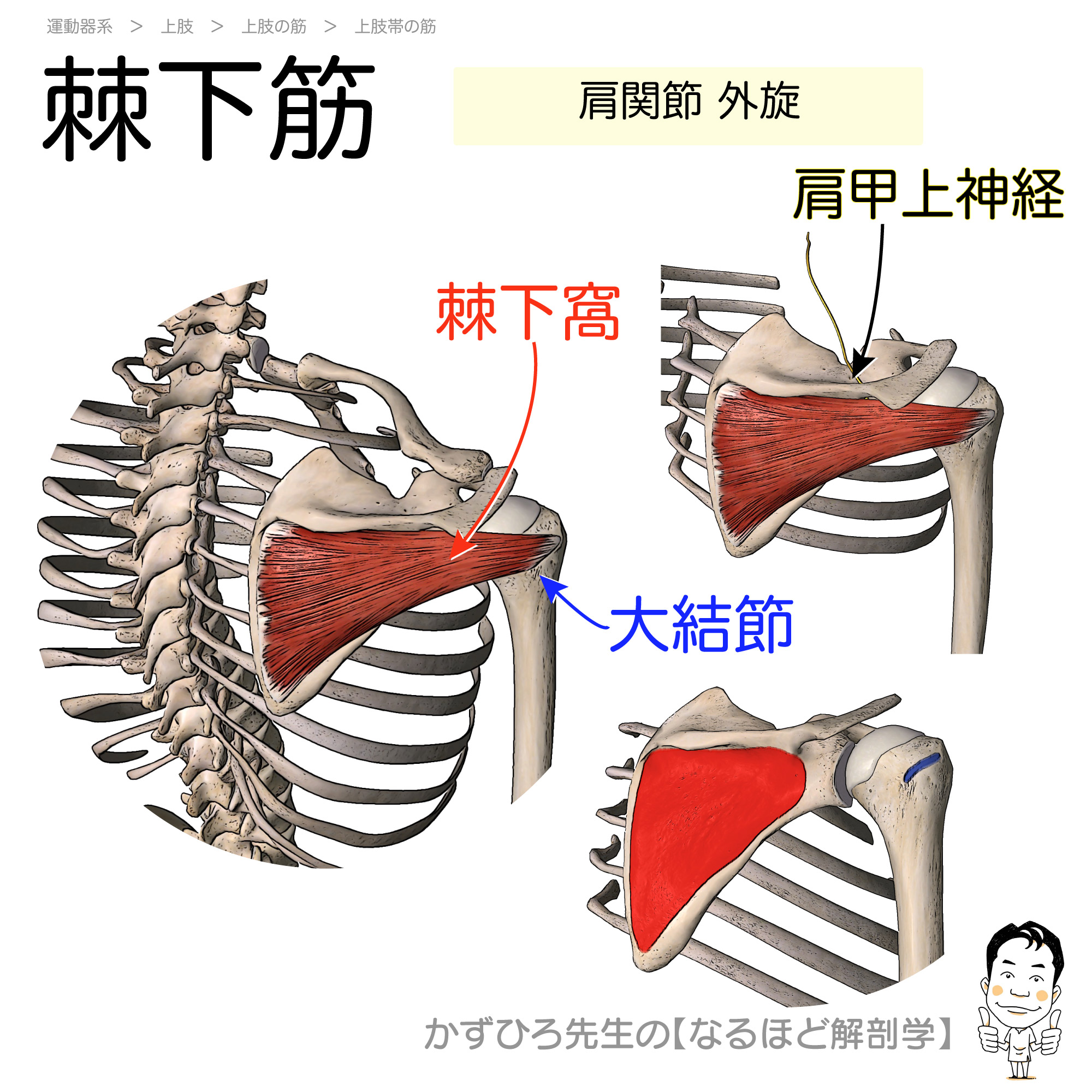 棘下筋の作用とは？肩の痛みの原因と最強外旋筋の鍛え方を徹底解剖