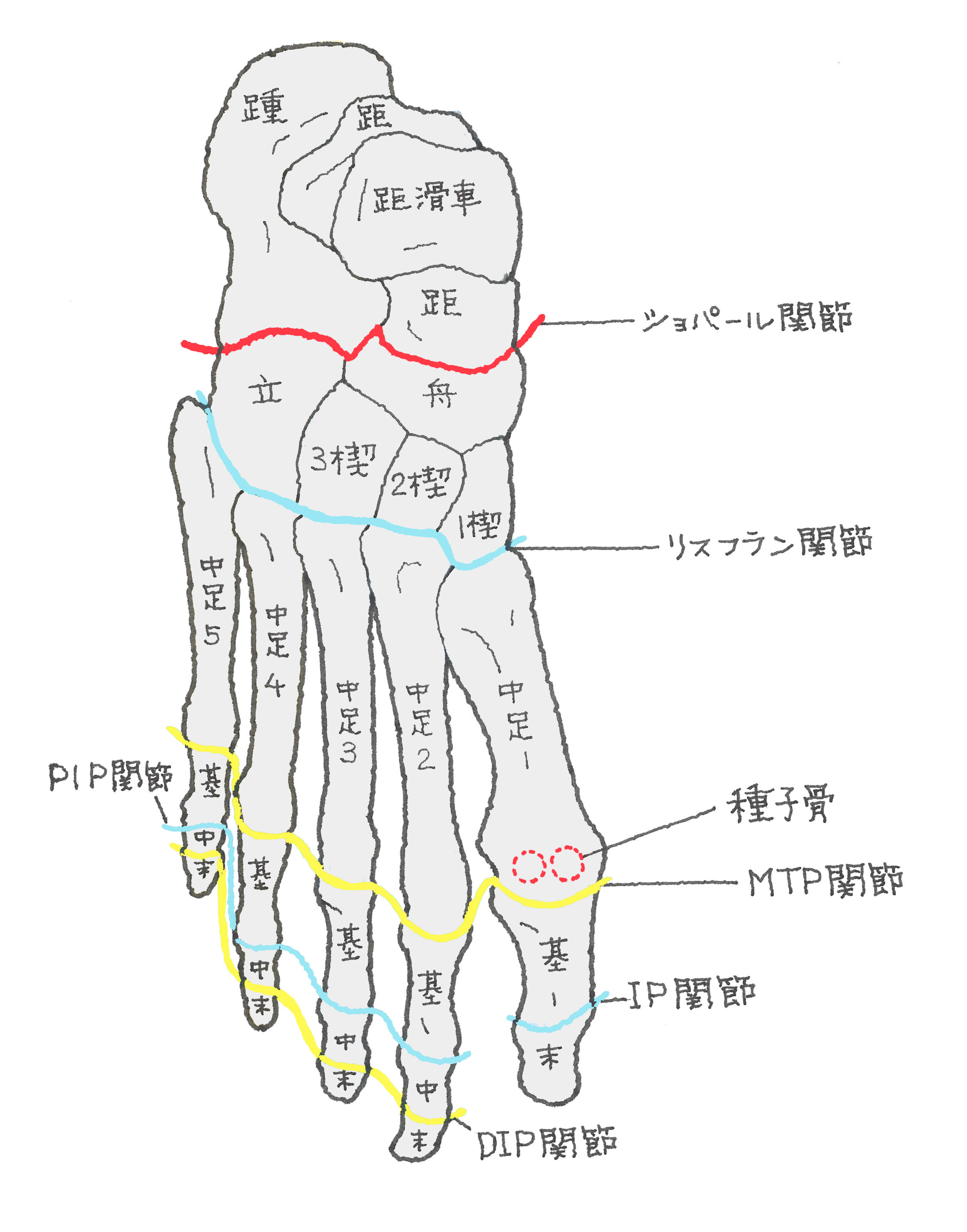 足根骨の痛みが治らない真相とは？全7つの骨の覚え方と最新治療法