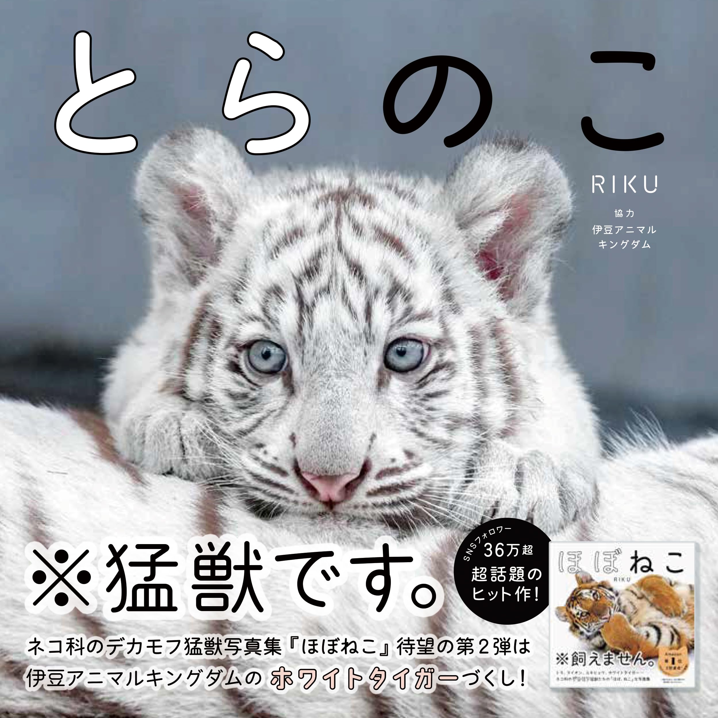 虎の子の意味と語源を徹底解剖！なぜ大切なお金を猛獣の子に例えるのか
