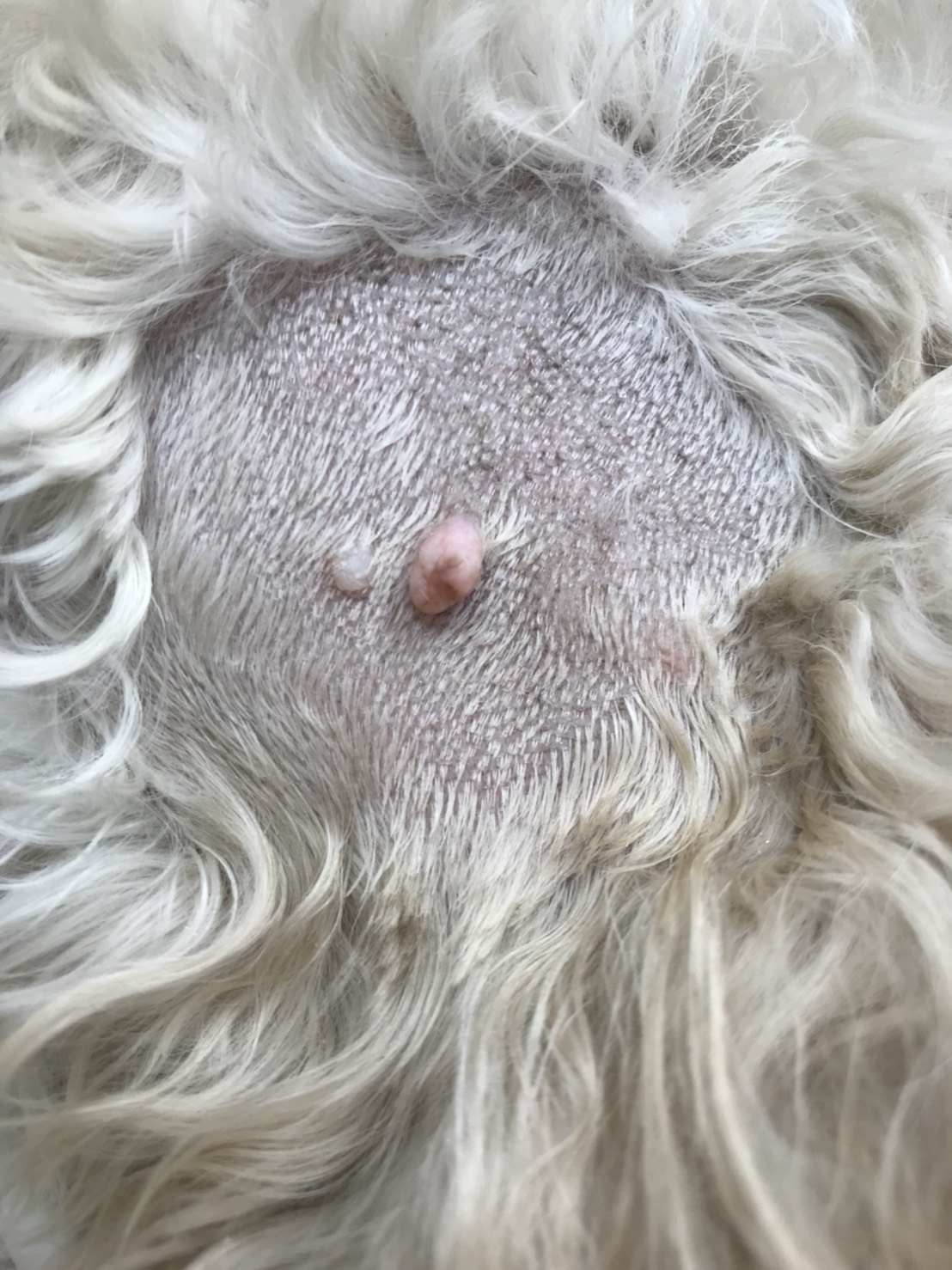 愛犬のイボは悪性か？犬の乳頭腫の原因・見分け方と治療費を徹底解剖