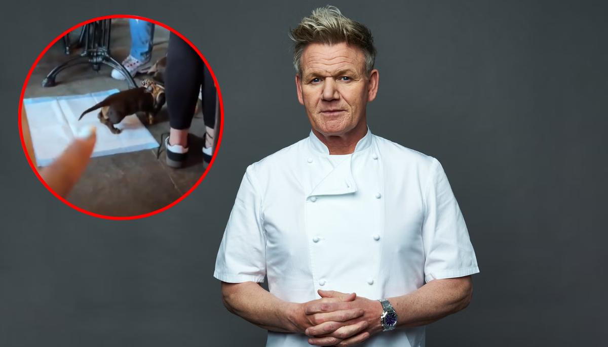 Gordon Ramsay Denies Viral Dog Allegations After Reviewing Restaurant Cctv