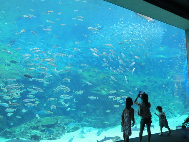 九十九島水族館海きらら！クラゲの聖地と躍動イルカの知られざる裏側