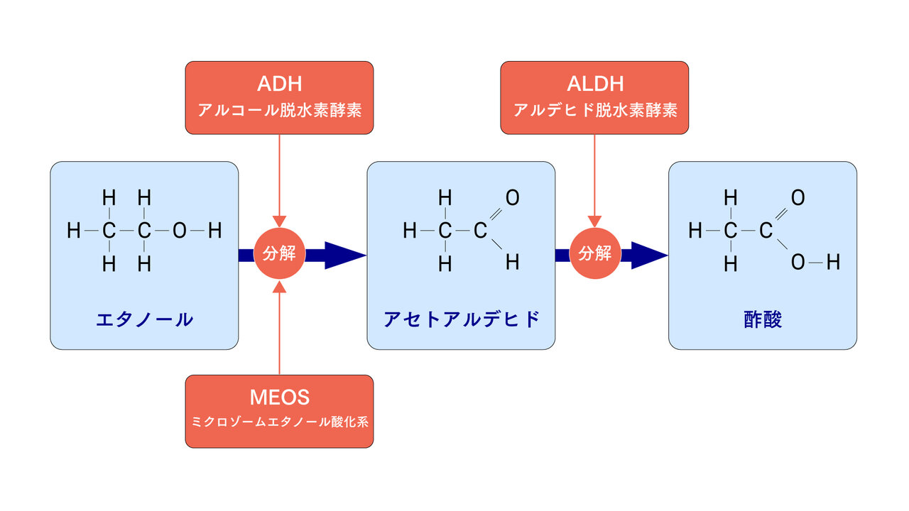 「お酒は飲むほど強くなる」は嘘？医学が明かす遺伝子の真相と対策
