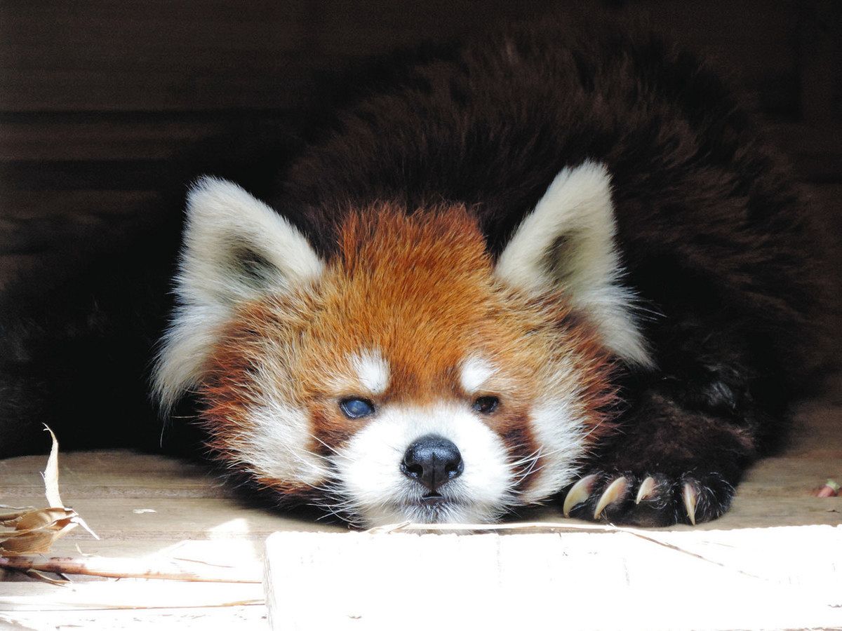 立つレッサーパンダ風太くんの現在！人間なら100歳超えの長寿の秘密