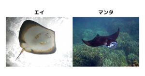 【最新】 マンタ と エイ の 違い 公式インスタ・X最新情報 #846