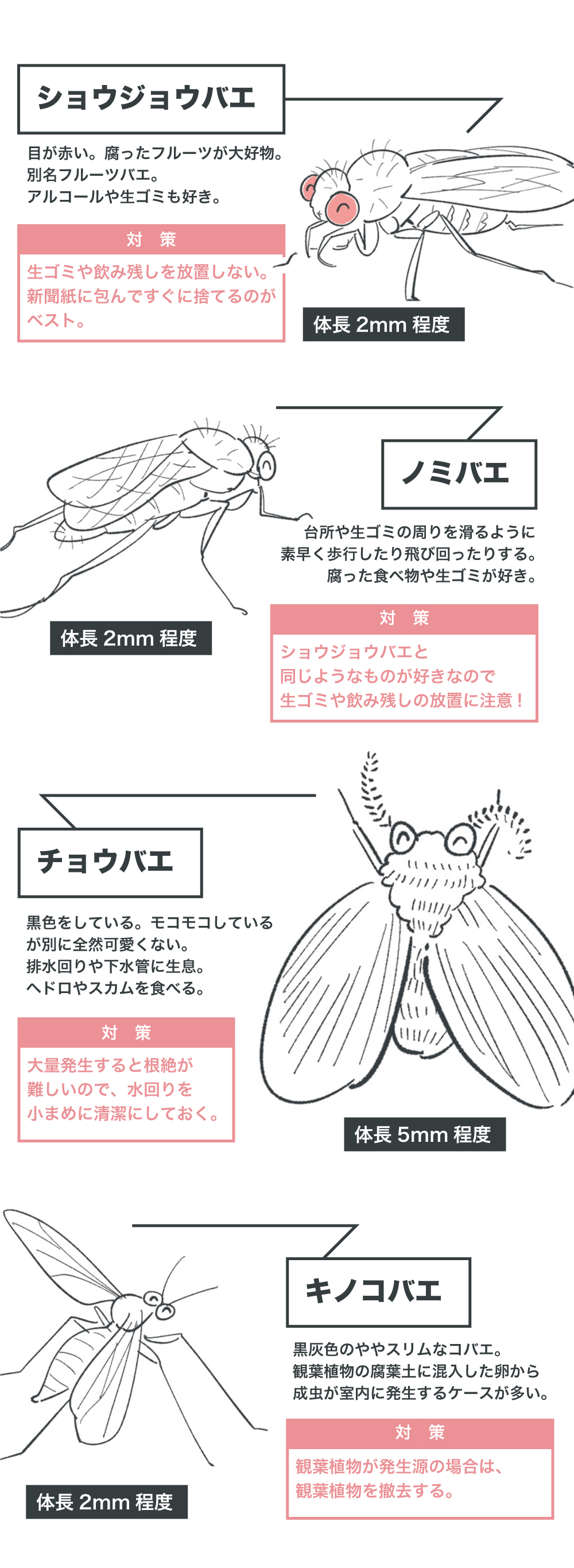身体にハエが寄ってくる病気の正体とは？皮膚感染症や体臭の真実
