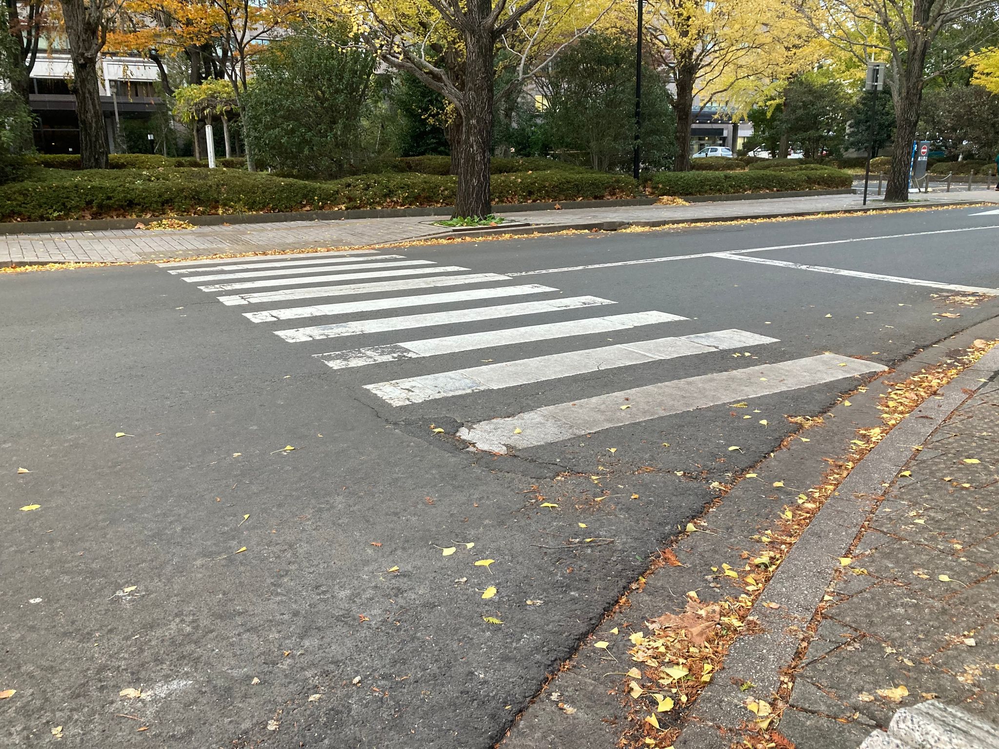 信号のない横断歩道で譲られたら違反？2026年取締り基準と真実