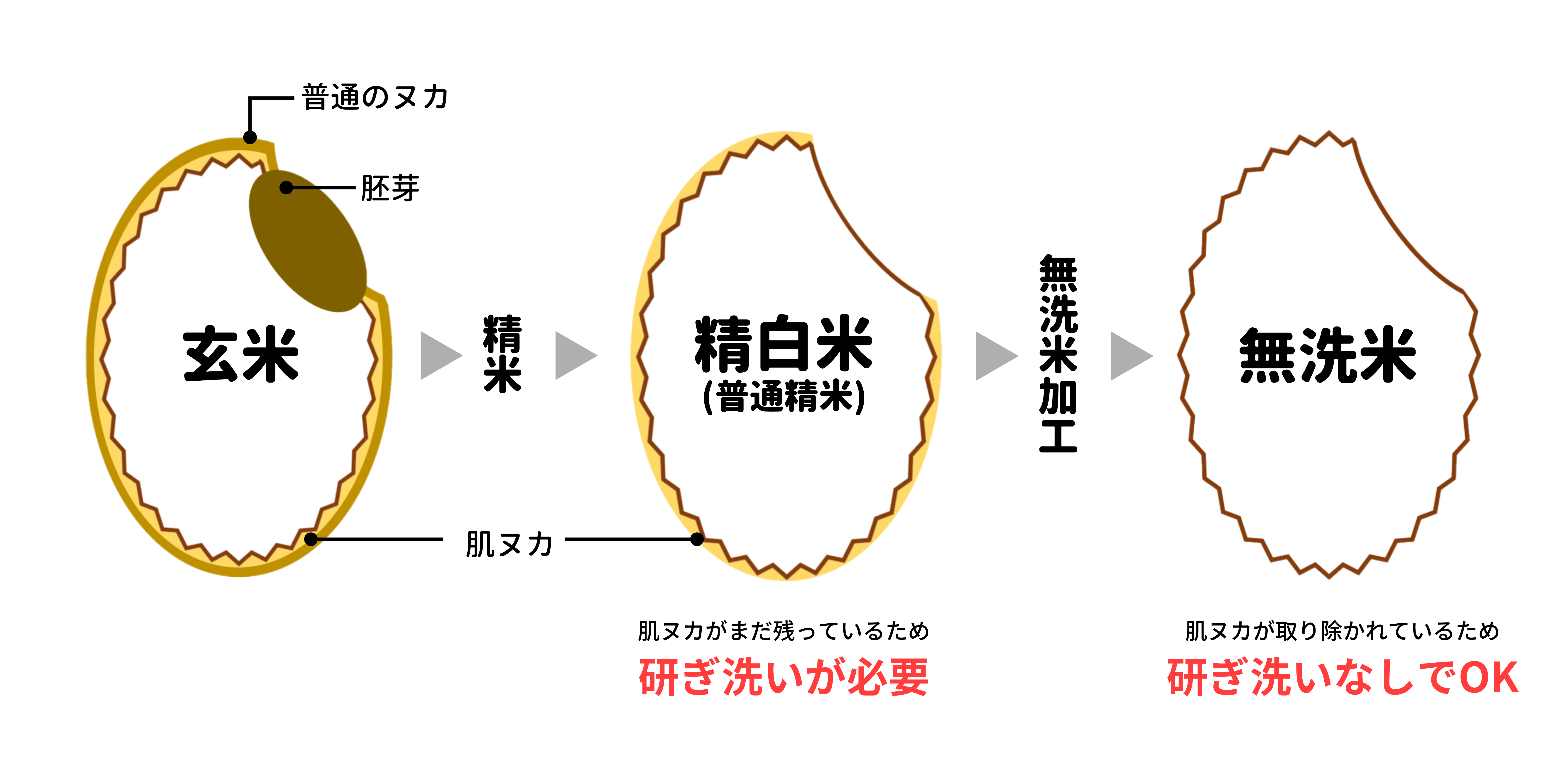 無洗米と白米の違いを徹底検証！味や栄養と本当のコスパをプロが解説