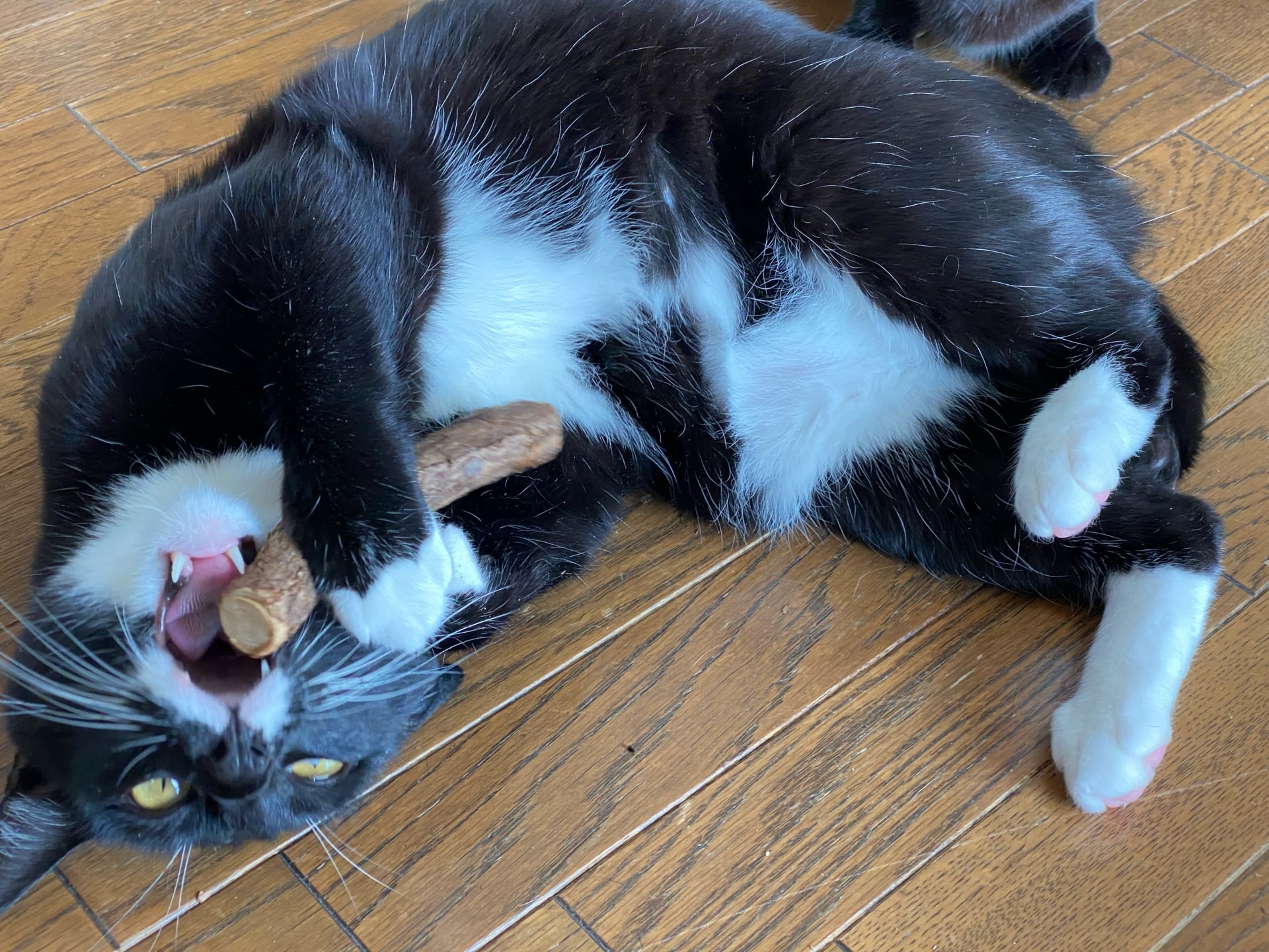 猫にまたたびは危険？ウットリ転がる真相とプロが教える正しい与え方