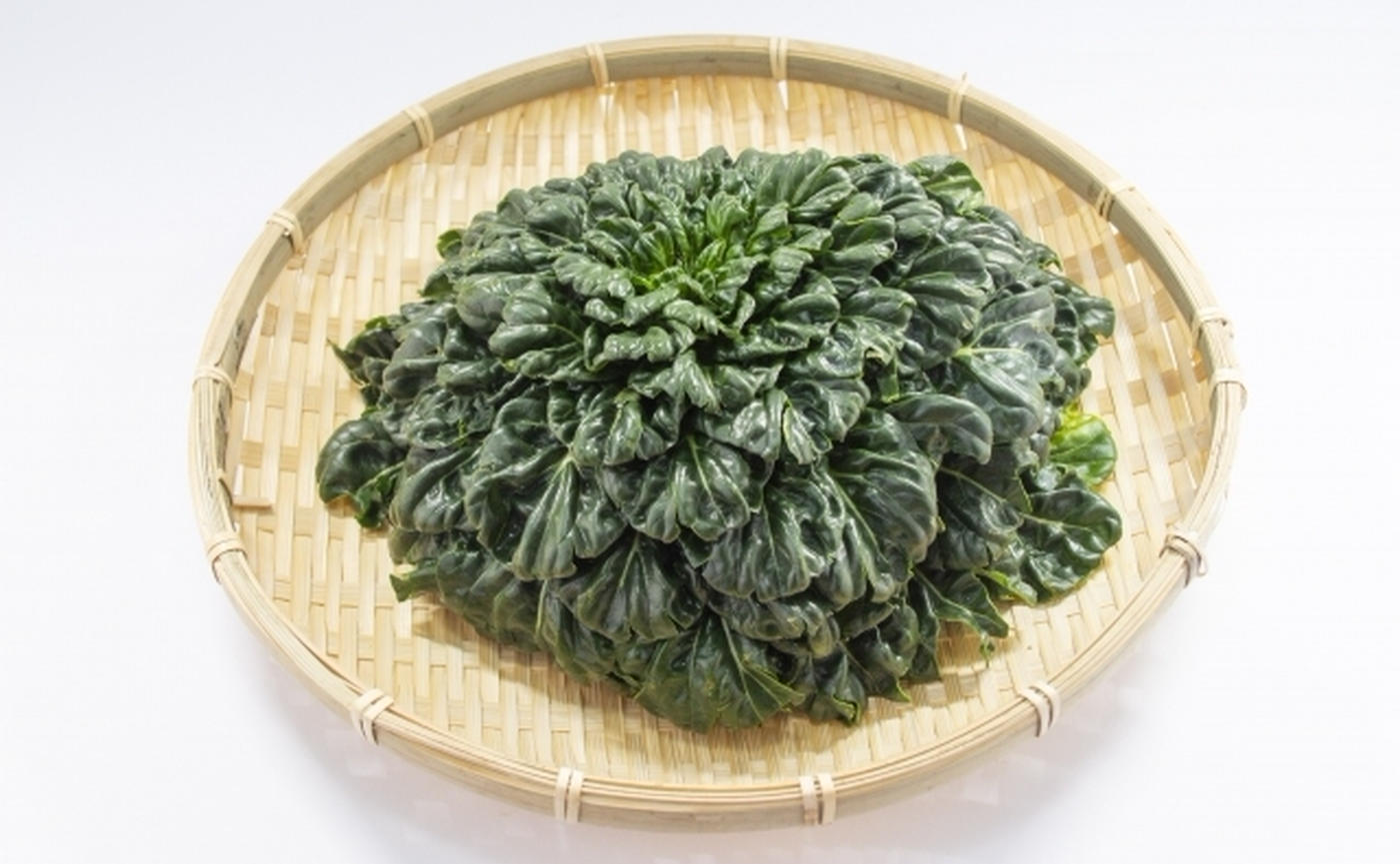 冬野菜の王者タアサイとは？青梗菜との違いや絶品レシピまで徹底解説