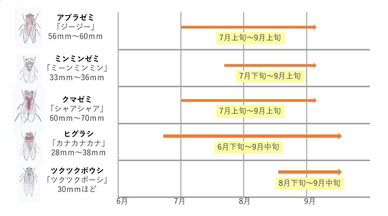 セミの寿命「1週間」は嘘？成虫の本当の生存期間と生態の真相