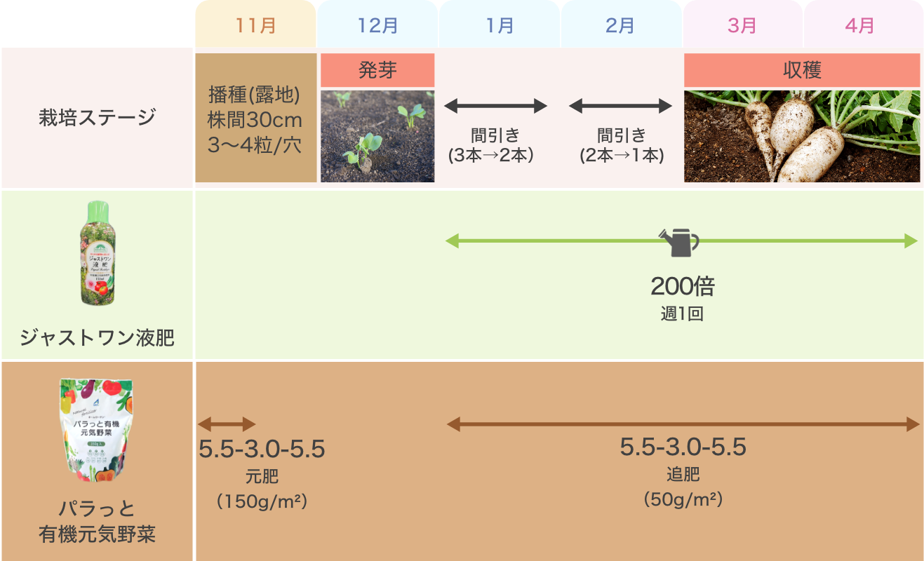 春大根の種まき時期はいつ？トウ立ちを防ぐ地域別適期と栽培の極意