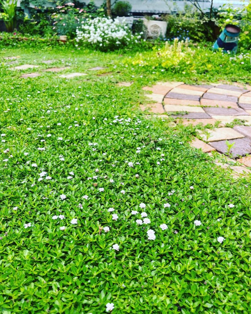 クラピアを植えてはいけない真相と後悔する理由を徹底解明