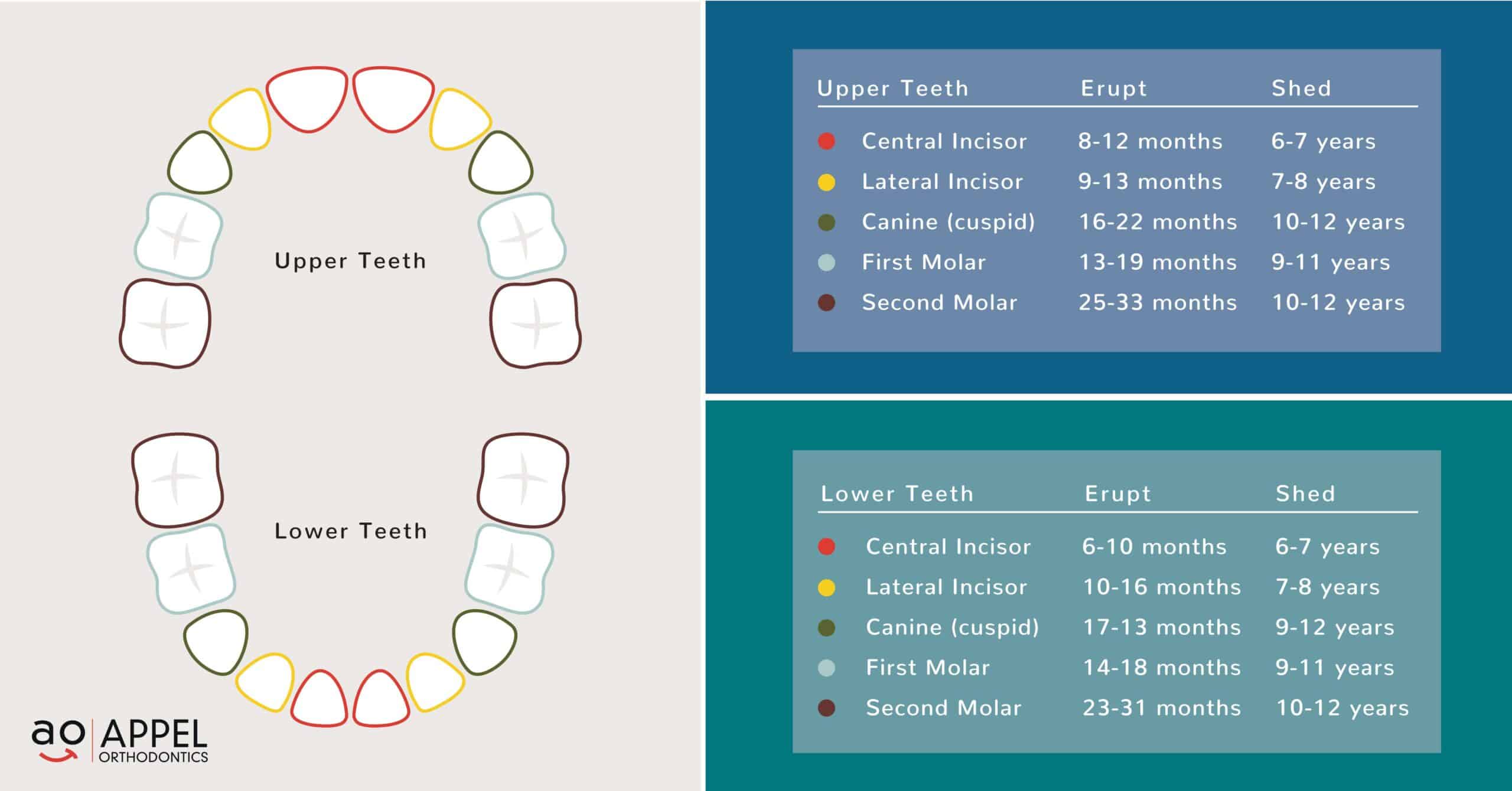 How Many Baby Teeth Are You Supposed to Lose