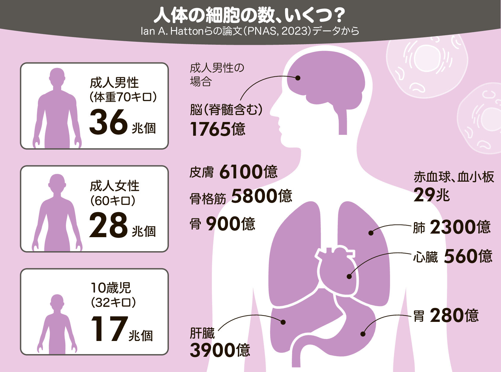 人の細胞数はなぜ60兆から37兆個へ？最新科学が暴く根拠と内訳