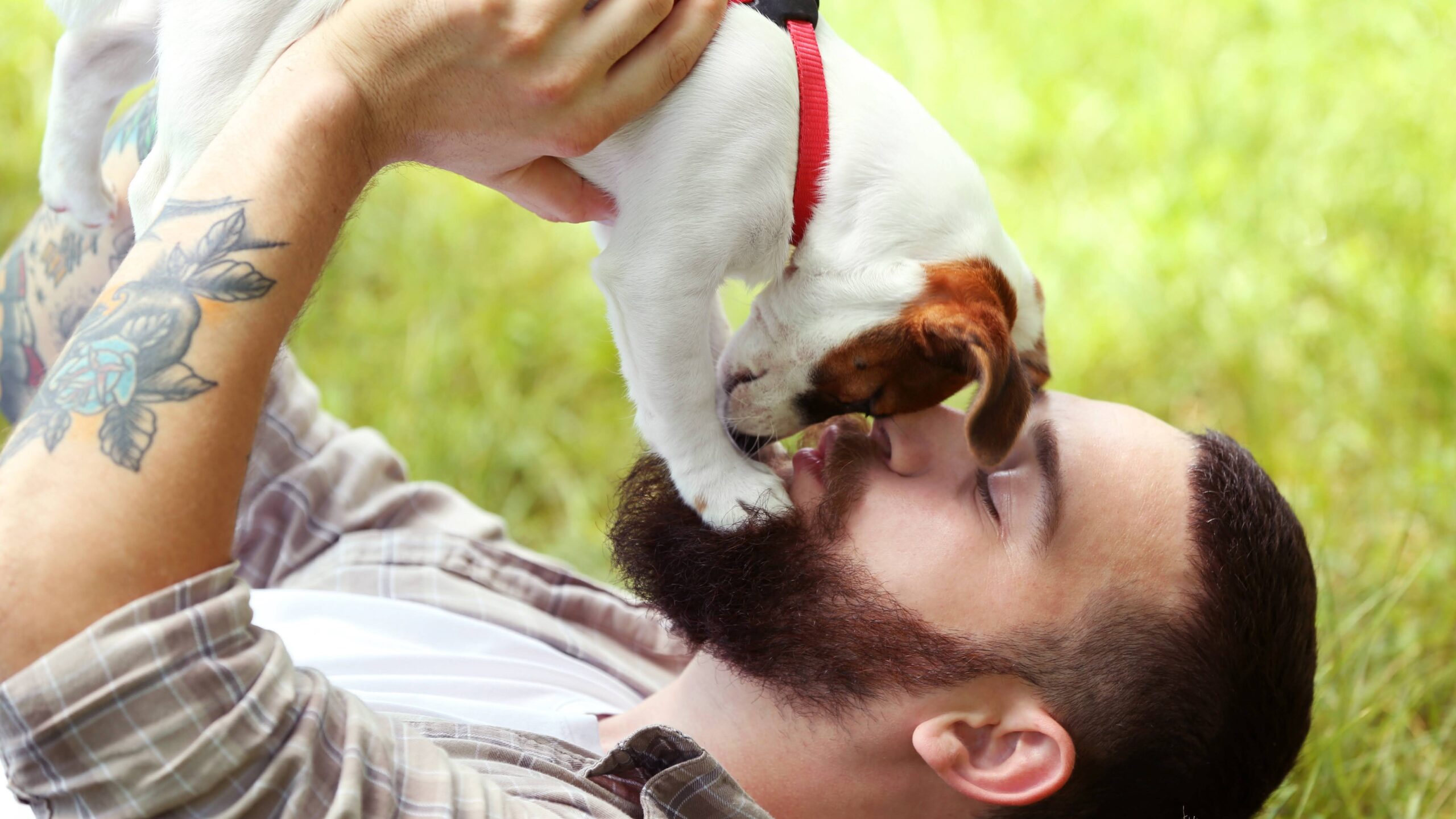 犬が顔を舐める理由と心理｜愛情の裏に潜むリスクと正しい対処法