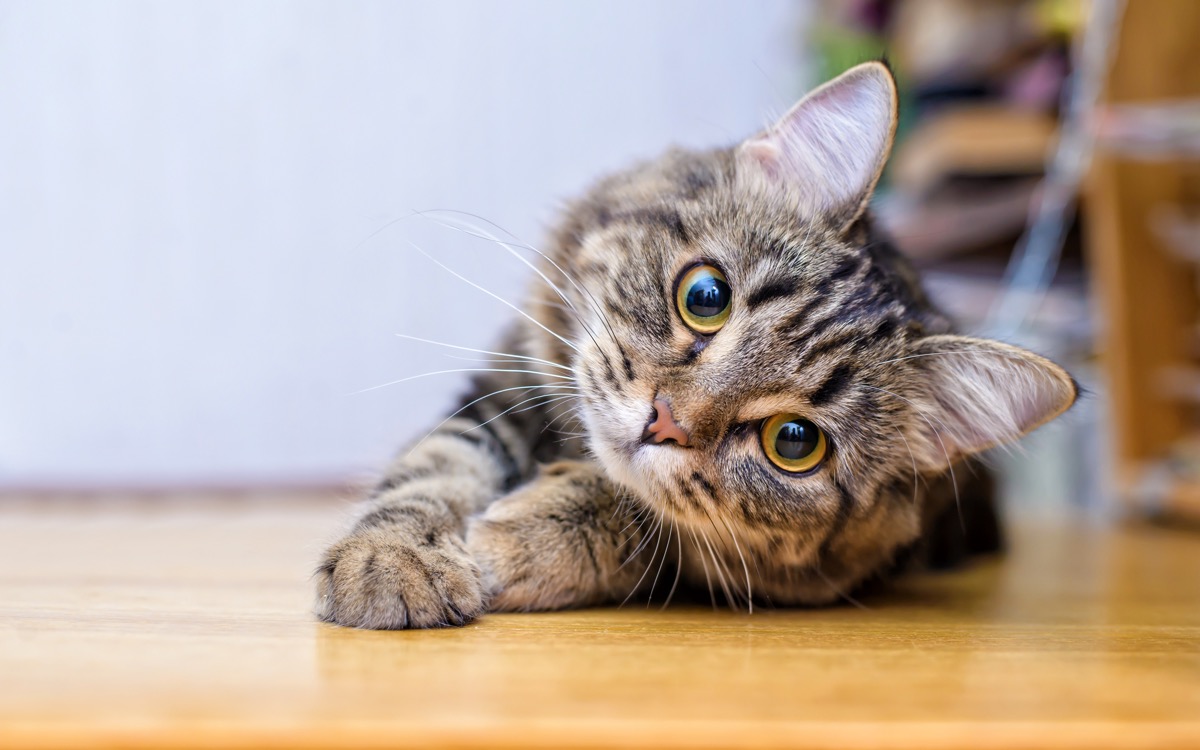 なぜ狭い場所を「猫の額」と呼ぶ？語源の謎と正しい使い方・類語を解説