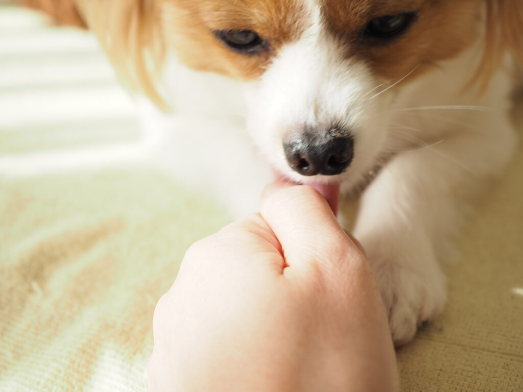 犬が手を舐める決定的な理由｜愛情表現か病気か？愛犬の本音を解読