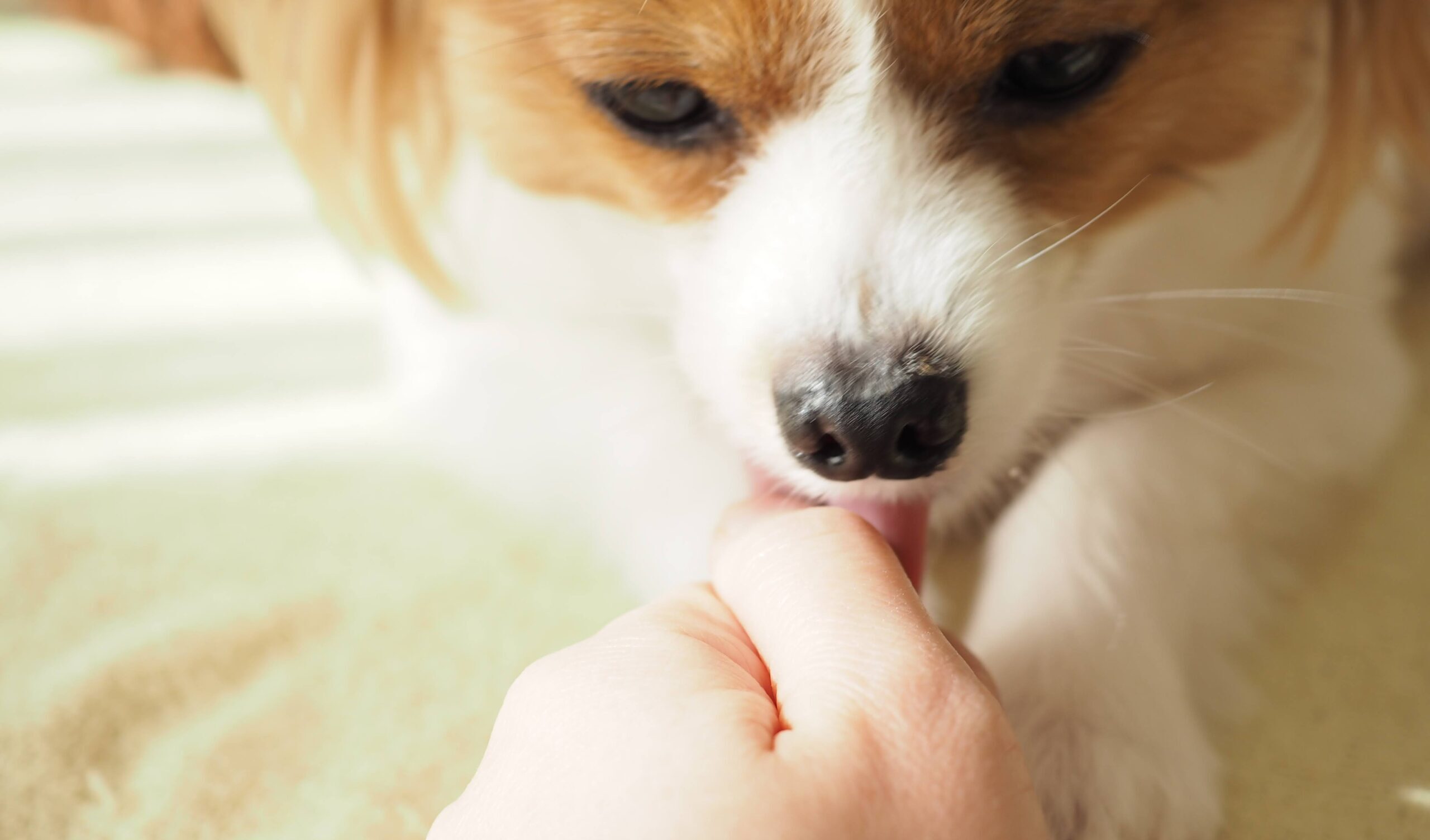 犬が舐めてくる理由は愛情だけじゃない！危険なSosを見抜く部位別の心理と真相