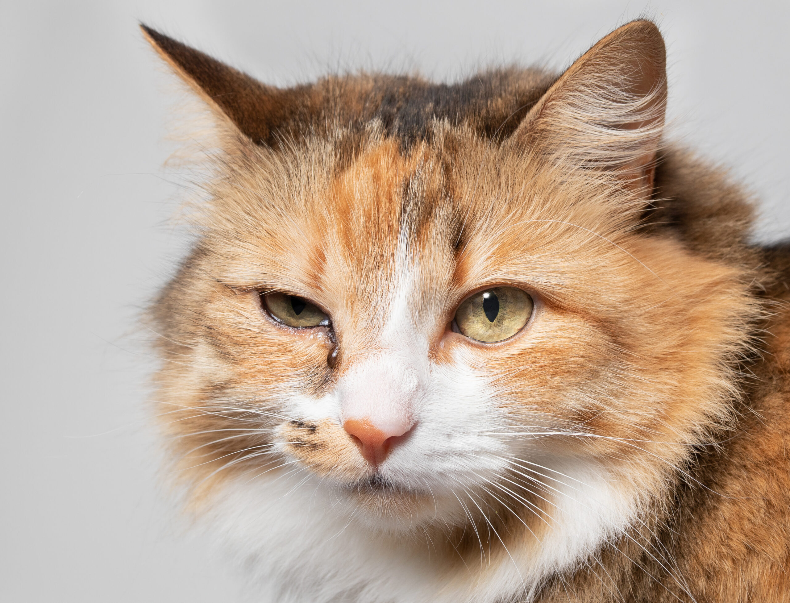 猫の目が語る感情とSos！光る秘密から危険な病気サインまで