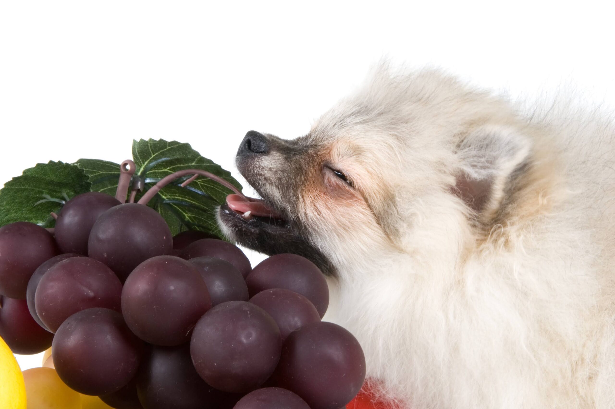 犬にぶどうは1粒でもNg！中毒の原因と症状・誤食時の緊急対処法