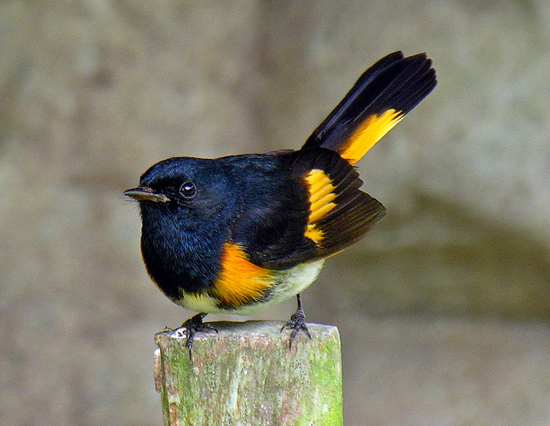 Small Black Bird with Orange on Wings