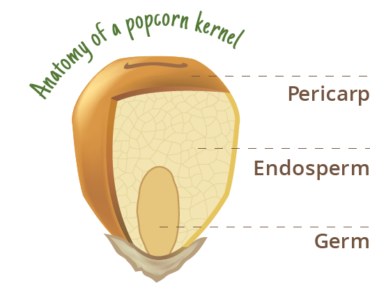 Where Does Popcorn Kernels Come From
