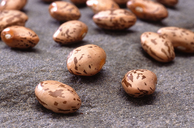 Pinto Beans Another Name