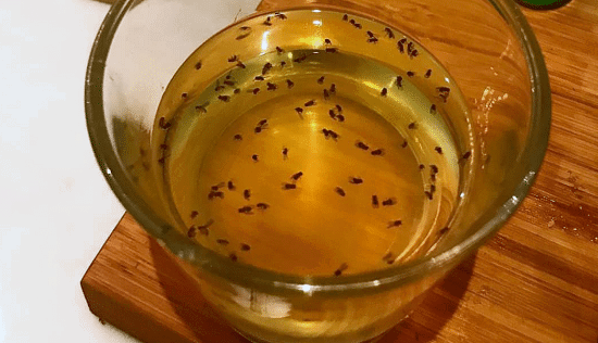 Apple Cider Vinegar Flies
