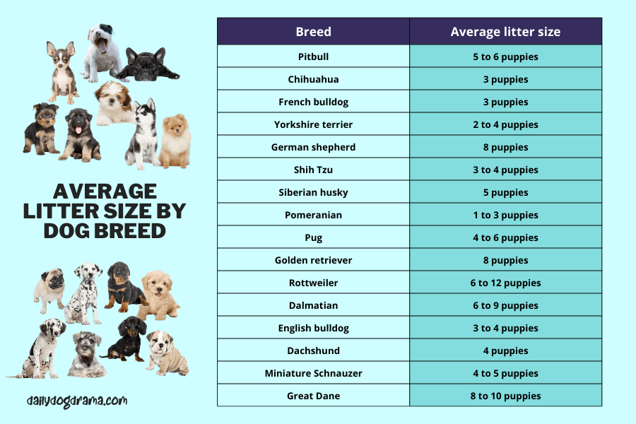 How Many Litters Should a Dog Have