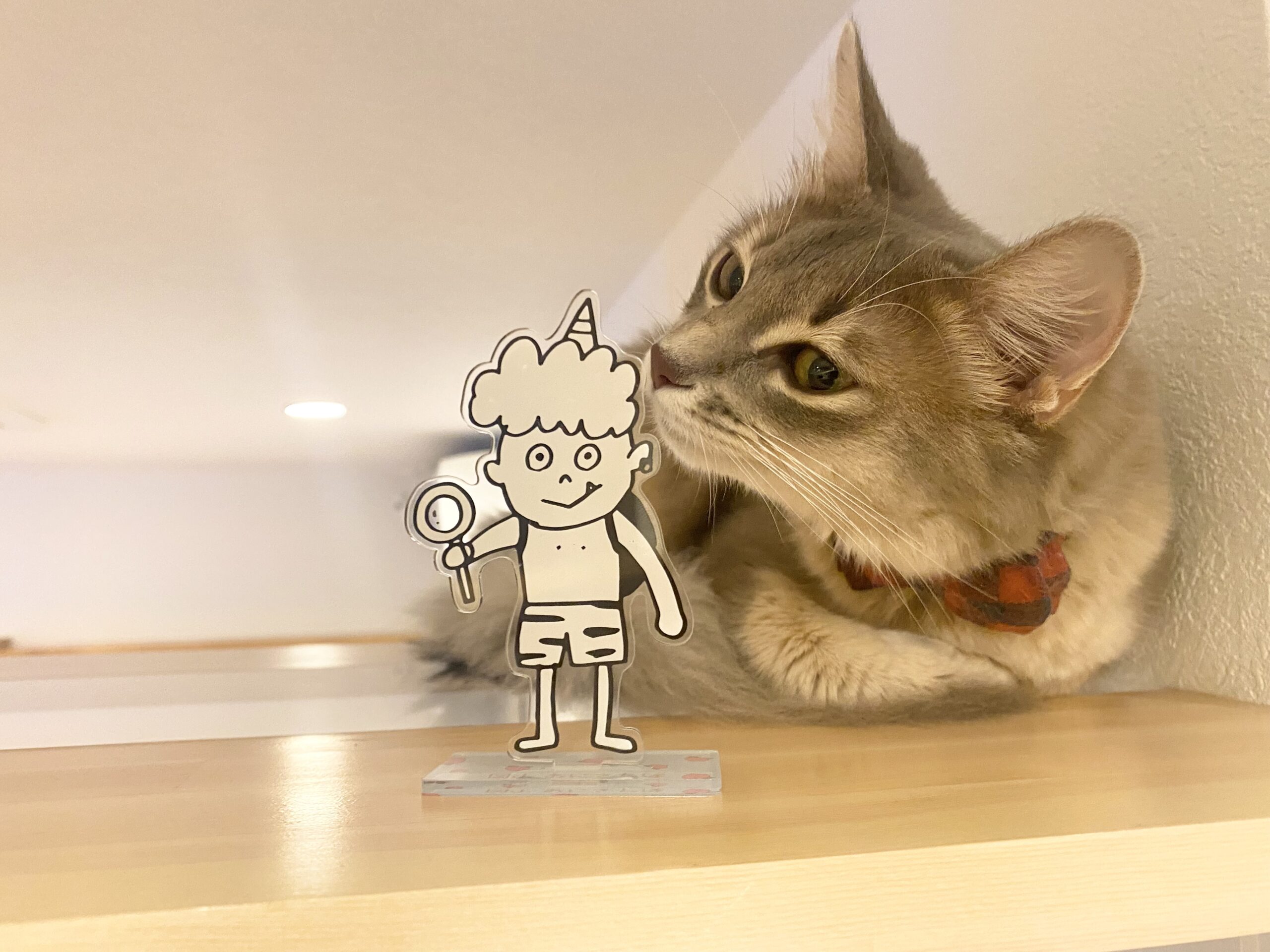 ソマリのいる猫カフェで虜になる理由とは？2026年最新店舗と特徴解説