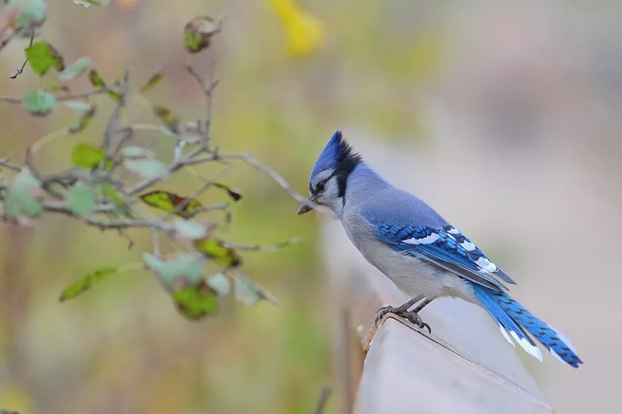 Life Expectancy of Blue Jays
