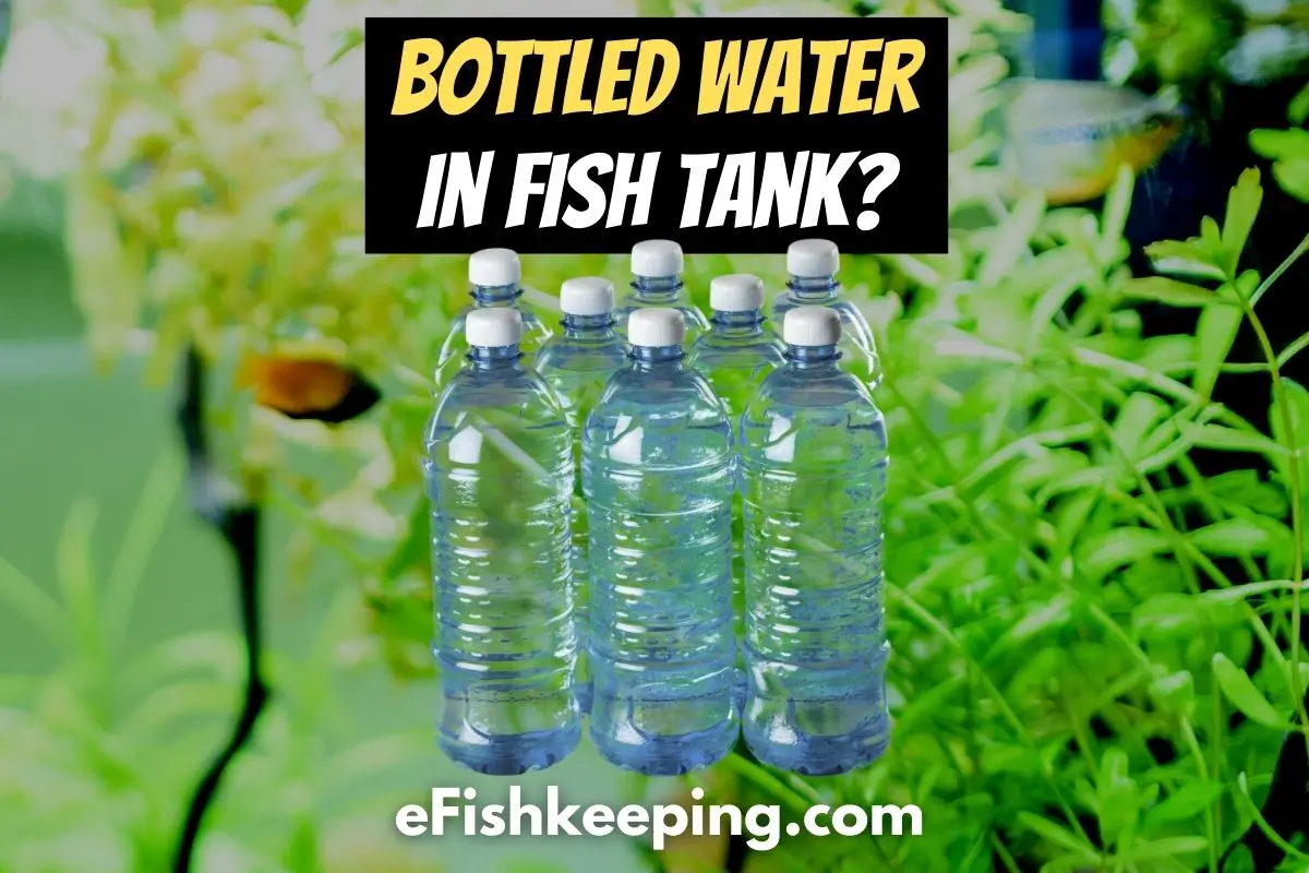 Can You Use Bottled Water in a Fish Tank