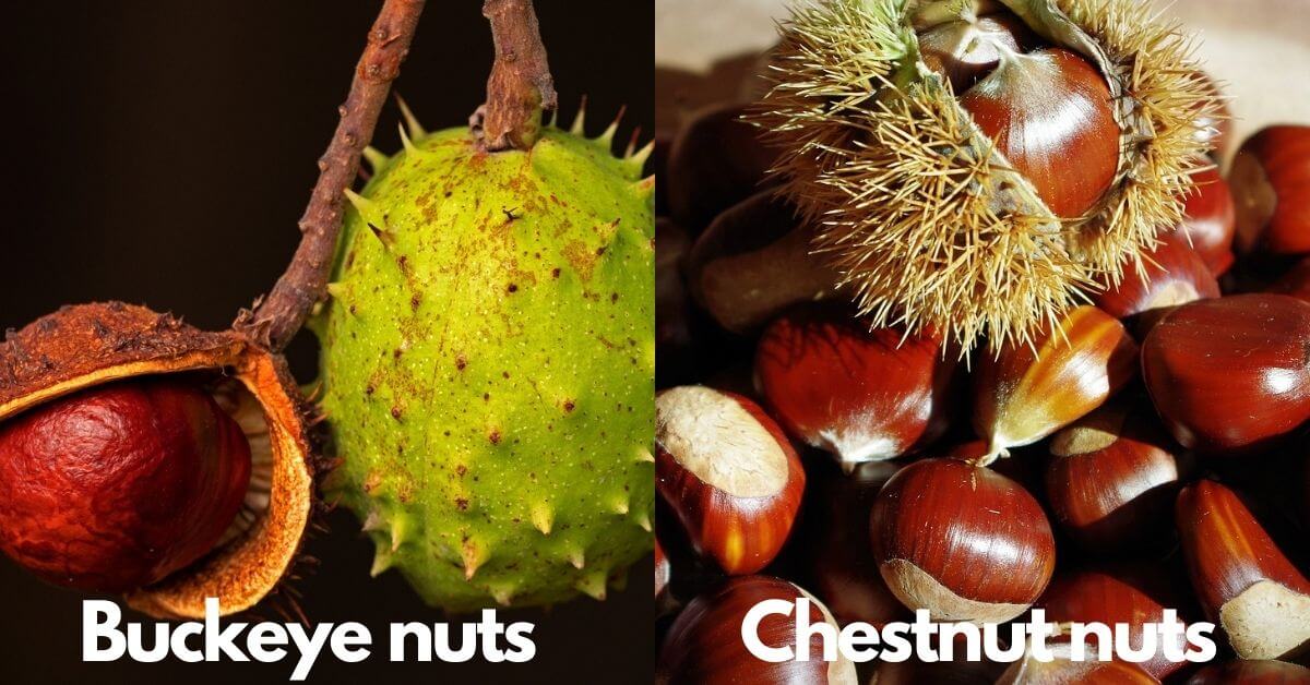 Are Buckeyes and Chestnuts the Same Thing
