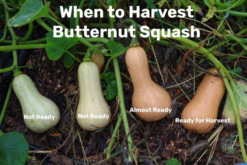 When Should I Pick Butternut Squash
