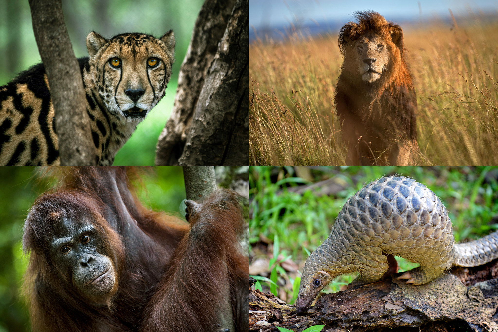 Animals That Will Be Extinct by 2026