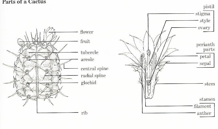 What's Inside a Cactus