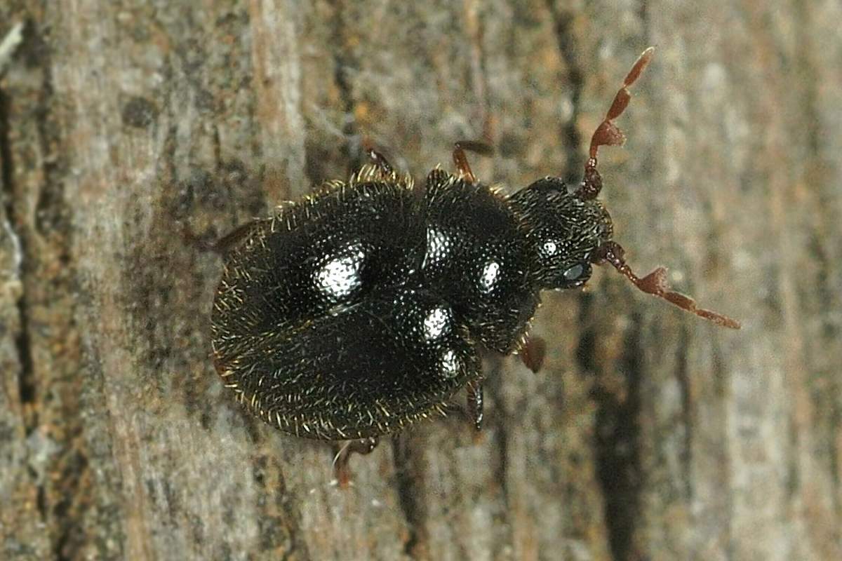 乾燥キノコから大発生！ヒメホコリタケシバンムシの正体と対策