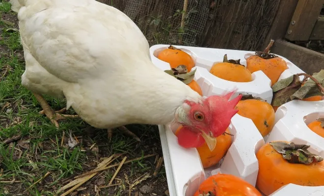 Can Chickens Have Persimmons