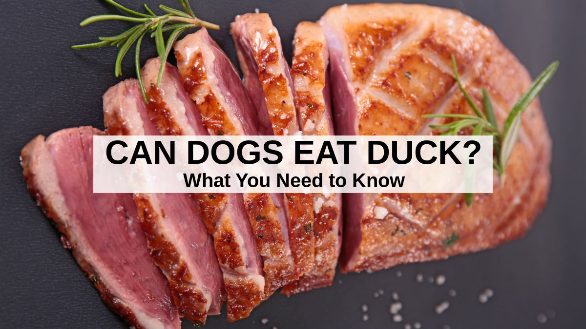Can You Eat Raw Duck