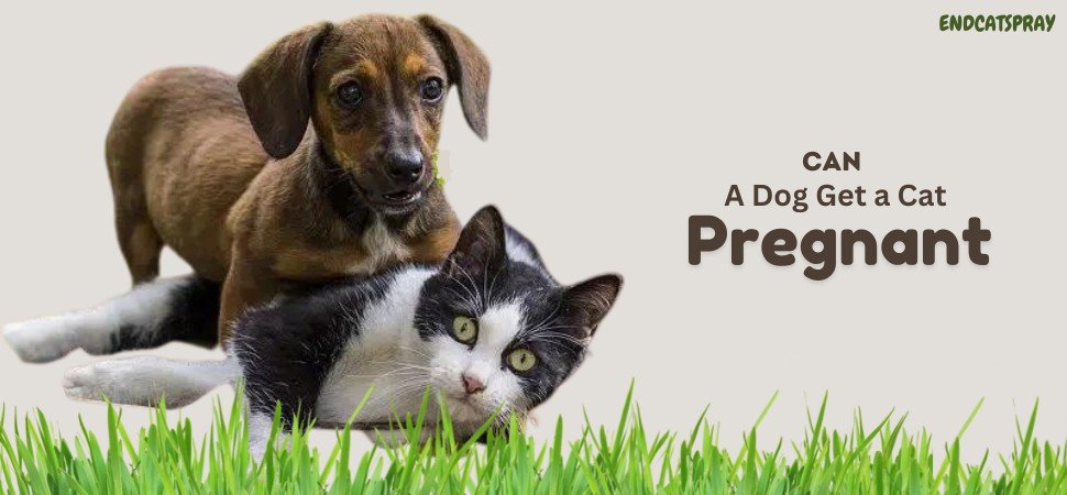 Can a Cat Get a Dog Pregnant