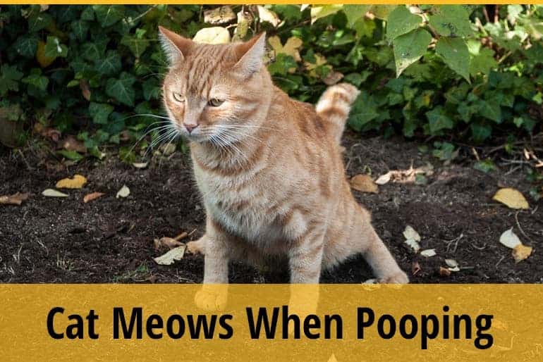 Cat Meows When Pooping