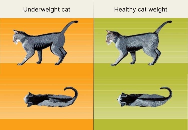 Cat Won't Gain Weight