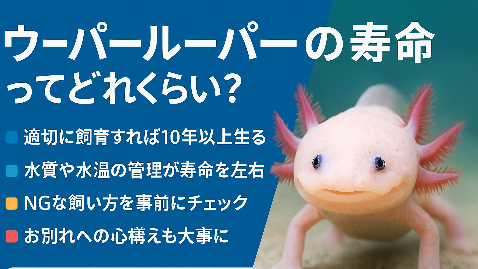 【2026年最新】ウーパールーパーの寿命はどこまで延びるか？15年超えを可能にする環境革命と最先端ケアの全貌