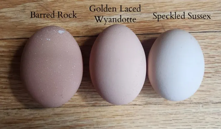 What Color Eggs Do Gold Laced Wyandottes Lay