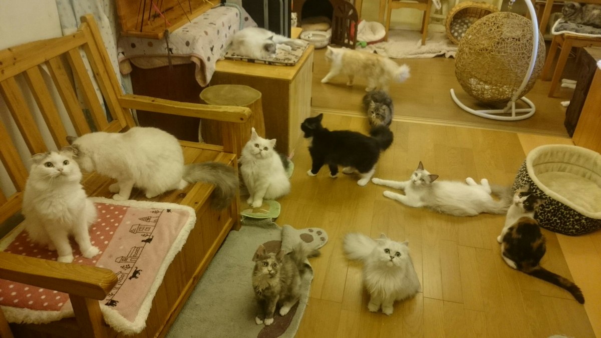 【2026最新】錦糸町の猫カフェ徹底比較！料金と評判・保護猫の魅力