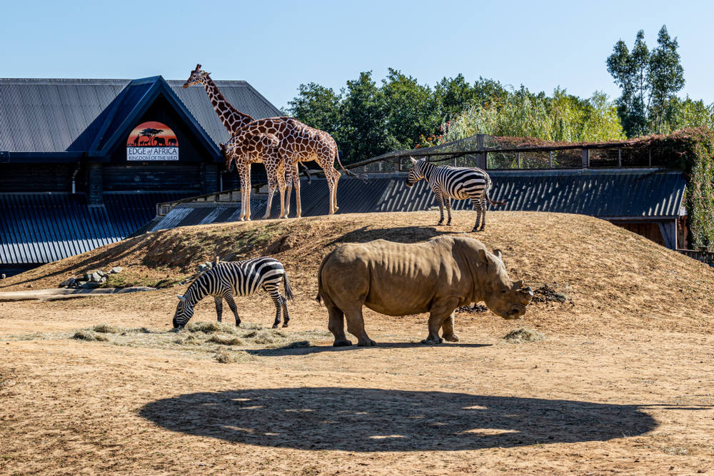 Which Is the Best Zoo in the Uk