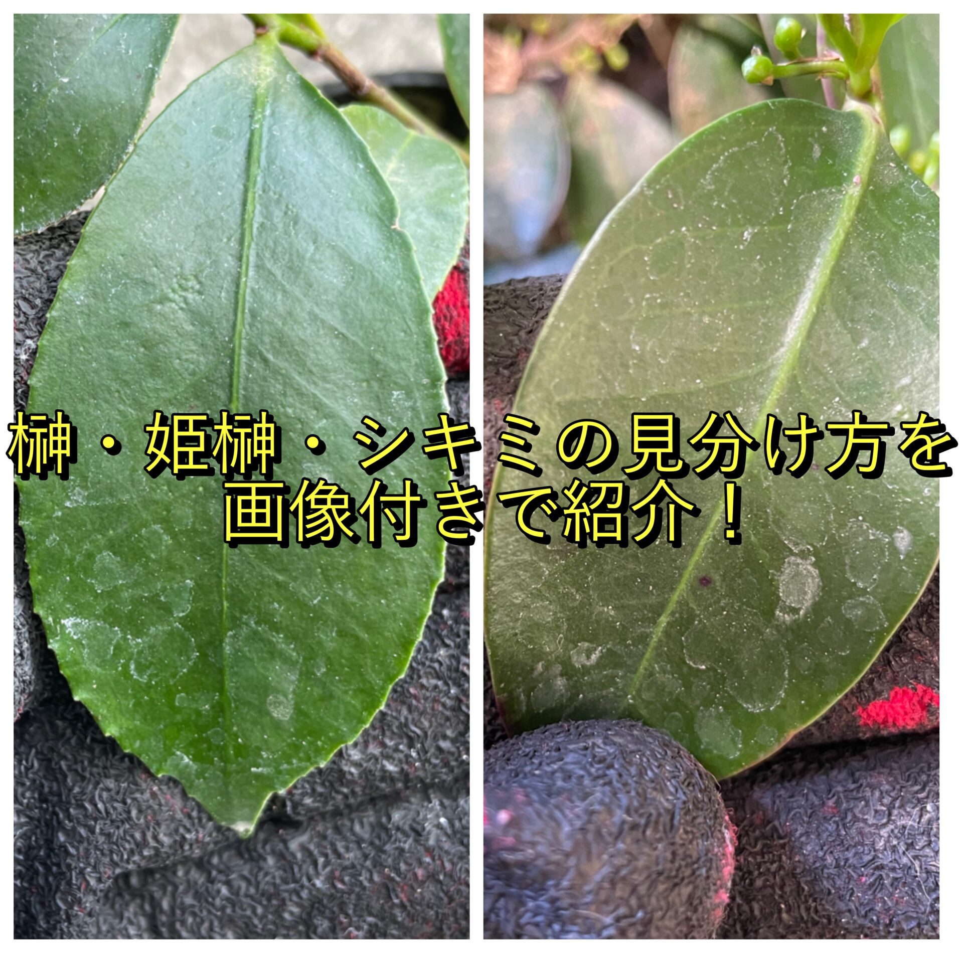 榊と樒の違いは？実は猛毒の危険も！神棚と仏壇での見分け方を徹底解説